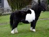 stallion Spriwa of Berry (Shetland pony (under 87 cm), 1996, from Ward of Houlland)