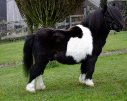 Deckhengst Spriwa of Berry (Shetland Pony (unter 87 cm), 1996, von Ward of Houlland)