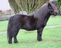 stallion Halstock Atomic (Shetland pony (under 87 cm), 2011, from Spriwa of Berry)