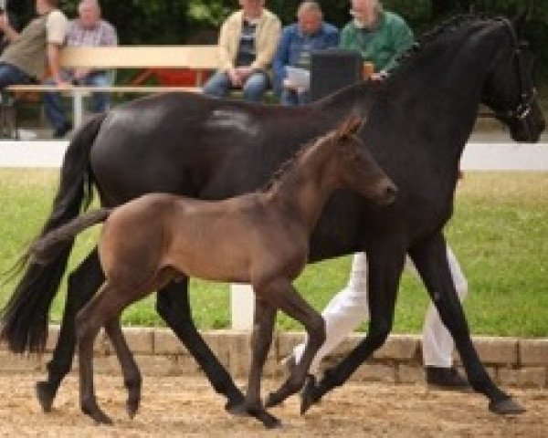 stallion Morpheus (Oldenburg, 2014, from E.H. Millennium)