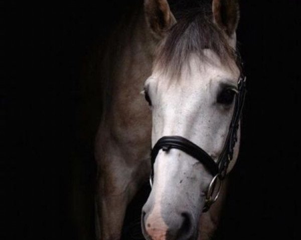 horse Collin 75 (Hanoverian, 2005, from Casco 4)