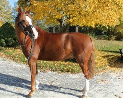 Springpferd Chameur 128 (Österreichisches Warmblut, 2006, von Charivari)