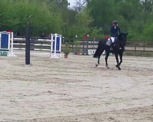 Reitturnier Münster-Albachten 2017