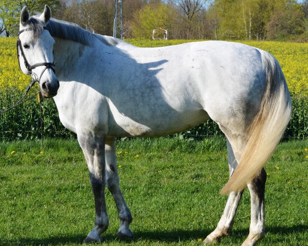 dressage horse Pia-Lotta 7 (unknown, 2002)