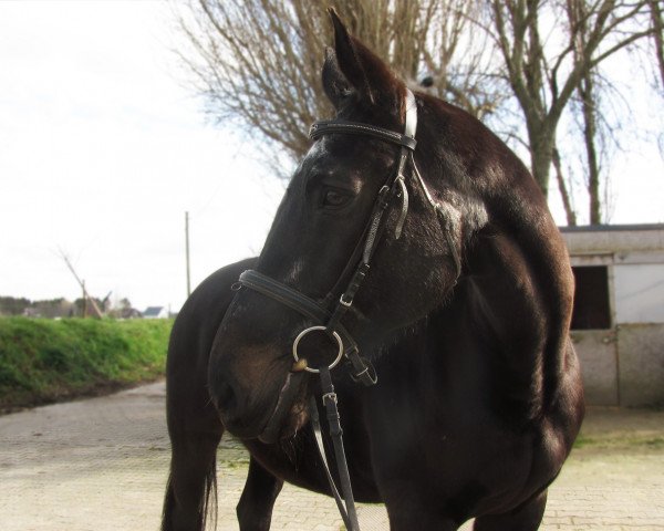 Pferd Rassine (Rheinländer, 1992, von Rhythmus Son)