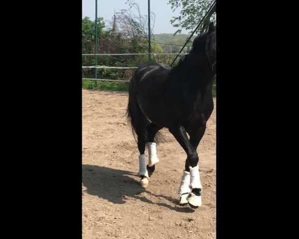 Video von Danza Despacito