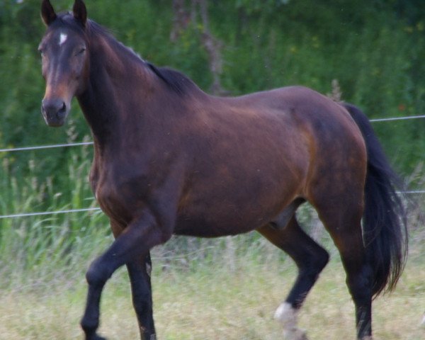 horse Gattino (Westphalian, 1993, from Granikos)