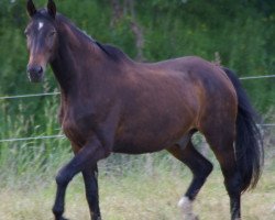 horse Gattino (Westphalian, 1993, from Granikos)