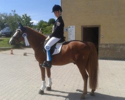 dressage horse Lettenhofs Day Dream (German Riding Pony, 1997, from Durello)