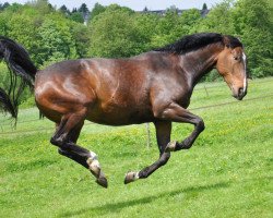 broodmare Puella (German Sport Horse, 2003, from Paradiesvogel)