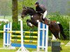 jumper Lorien 6 (Hanoverian, 2001, from Landor S)