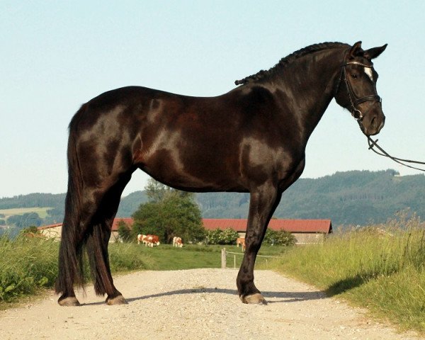 Zuchtstute Migrena (Polnisches Warmblut, 2007, von Lider)