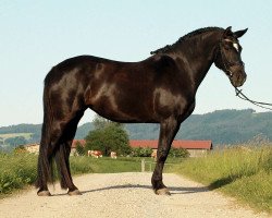 broodmare Migrena (Polish Warmblood, 2007, from Lider)