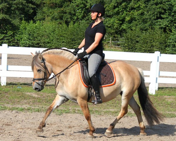 broodmare Healy (Fjord Horse, 2010, from Kelvin)