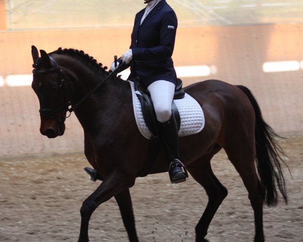 dressage horse Comeback 21 (German Riding Pony, 1994, from Condor II)