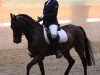 dressage horse Comeback 21 (German Riding Pony, 1994, from Condor II)