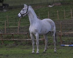 broodmare Calimba de Luna (Hanoverian, 1998, from Calido I)