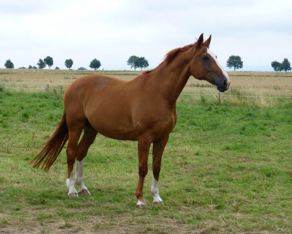 Pferd Avalon 107 (Hannoveraner, 1993, von Akzent I)