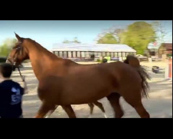 Video of Air King Jr
