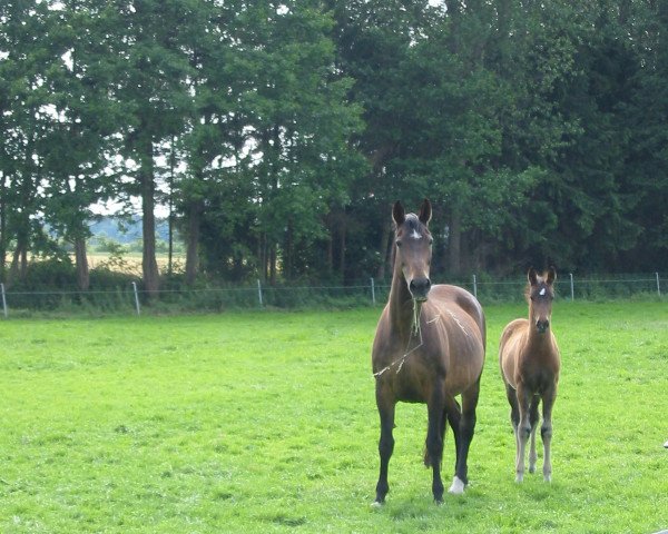 broodmare Duenett (Hanoverian, 1983, from Duerkheim)