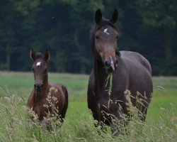 broodmare Finette (Hanoverian, 2006, from Florencio I)