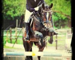 jumper Rosali (German Sport Horse, 2004, from Rosario 37)