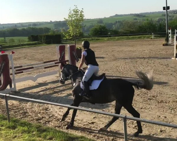 Reitturnier Pirmasens-Winzeln 2018