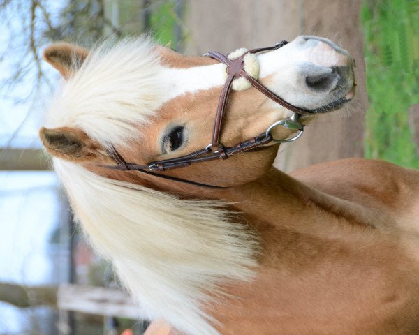 horse Artus (Haflinger, 1998, from Arlberg)