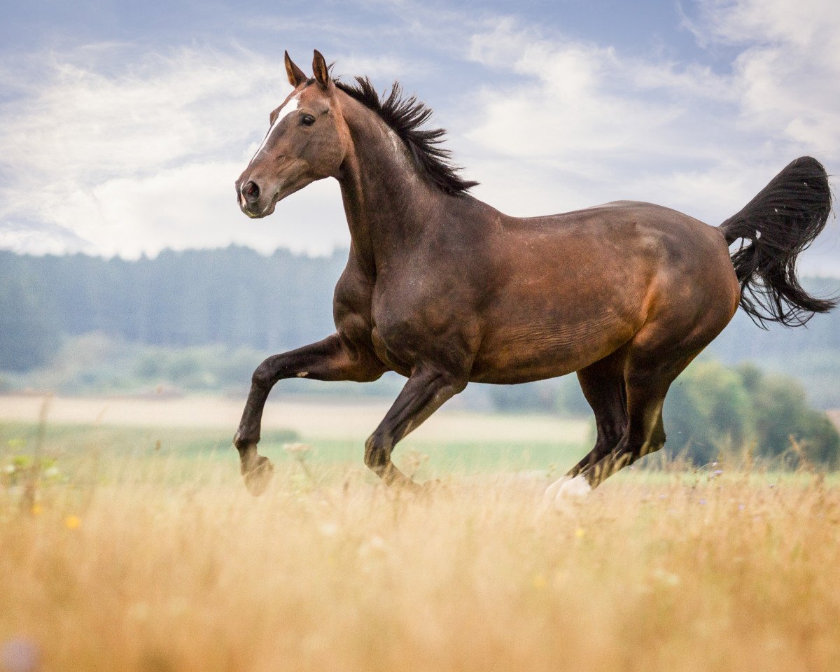 Pferd Winnifee (Bayer, 1995, von Fredericus-an)
