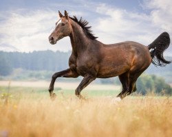 Pferd Winnifee (Bayer, 1995, von Fredericus-an)