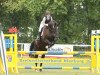 jumper Ratingia (Hanoverian, 2000, from Rotspon)