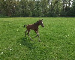 Zuchtstute Sally (Westfale, 2014, von Sir Heinrich OLD)