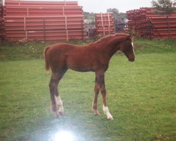 Pferd Primos 1992 ox (Vollblutaraber, 1992, von Pine)