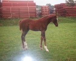 horse Primos 1992 ox (Arabian thoroughbred, 1992, from Pine)