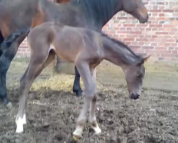 Video of Dark Ruby