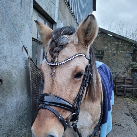 horse Siri (Iceland Horse Mix, 2008, from Joi vom Störtal)