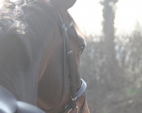 dressage horse La Granno (Westphalian, 2004, from Lacordos)