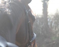 dressage horse La Granno (Westphalian, 2004, from Lacordos)