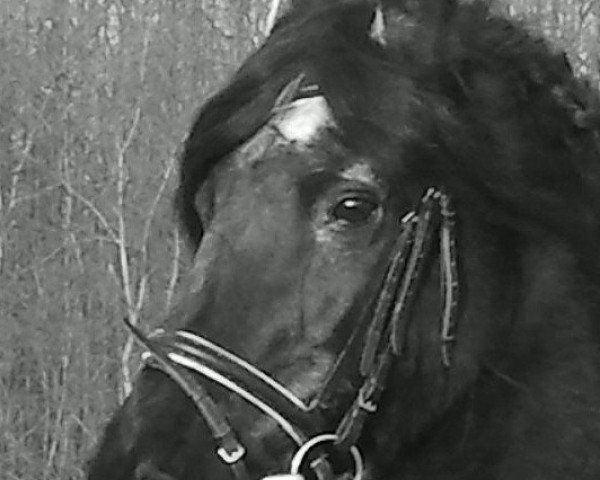 stallion Meinte (Friese, 1987, from Oege 267)