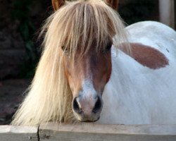 Zuchtstute Kira van de Toom (Shetland Pony (unter 87 cm), 1995, von Opal of Brindister)