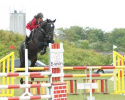 Zuchtstute Carnival Lox (Dänisches Warmblut, 2003, von Casir Ask)