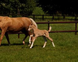 Zuchtstute Golden Diva de Luxe (Deutsches Reitpony, 2014, von HET Golden Dream)