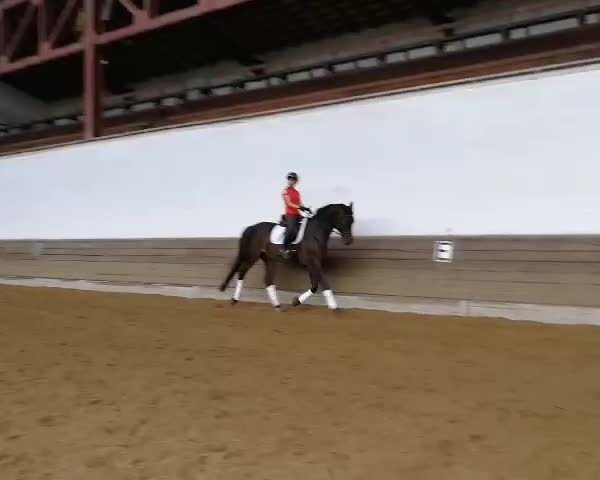 Video of Sir Sunday 2