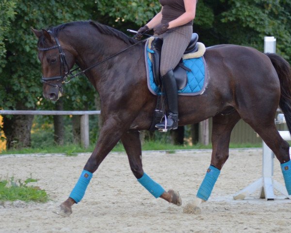 dressage horse Sambesi 48 (German Warmblood, 2001, from Samenco I B)