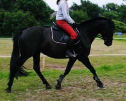 broodmare Lana (Mecklenburg, 2009, from Lanchello)