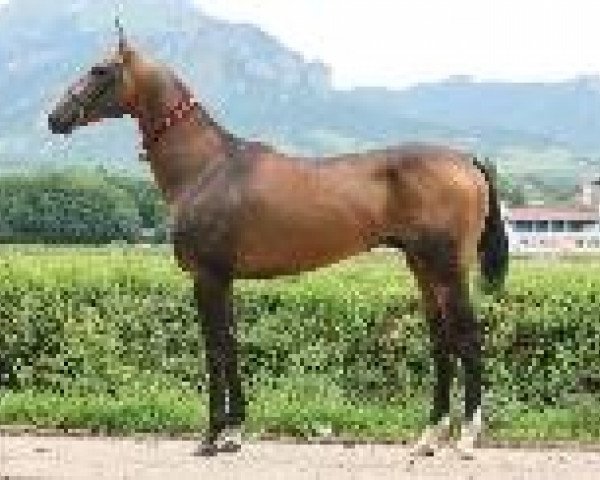 stallion Shakhid (Akhal-Teke, 2000, from Dorkush)