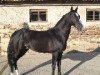 stallion Opium (Akhal-Teke, 2001, from Makat)