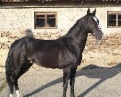 stallion Opium (Akhal-Teke, 2001, from Makat)