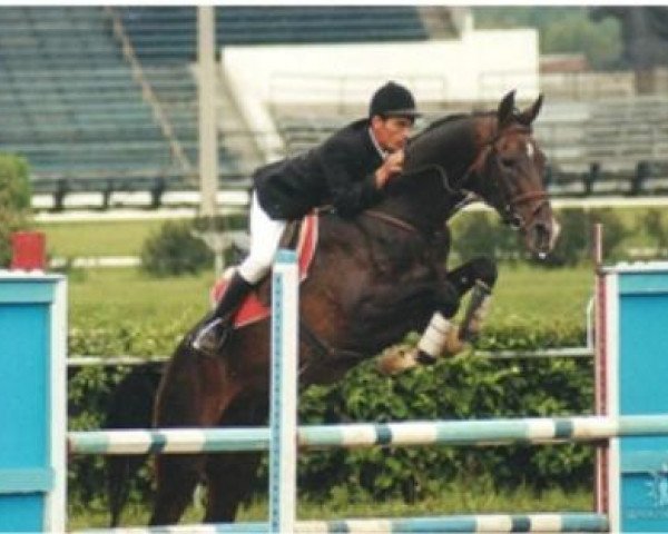 stallion Arslan (Akhal-Teke, 1987, from Abdulrahman)