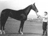 broodmare Fortuna (Akhal-Teke, 1962, from Almaz)